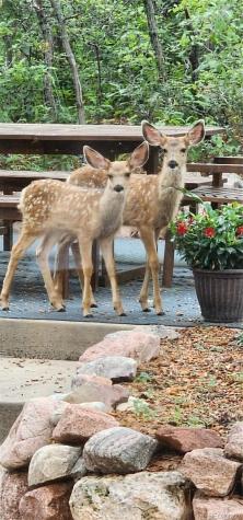 1580 Capadaro Court Monument CO 80132