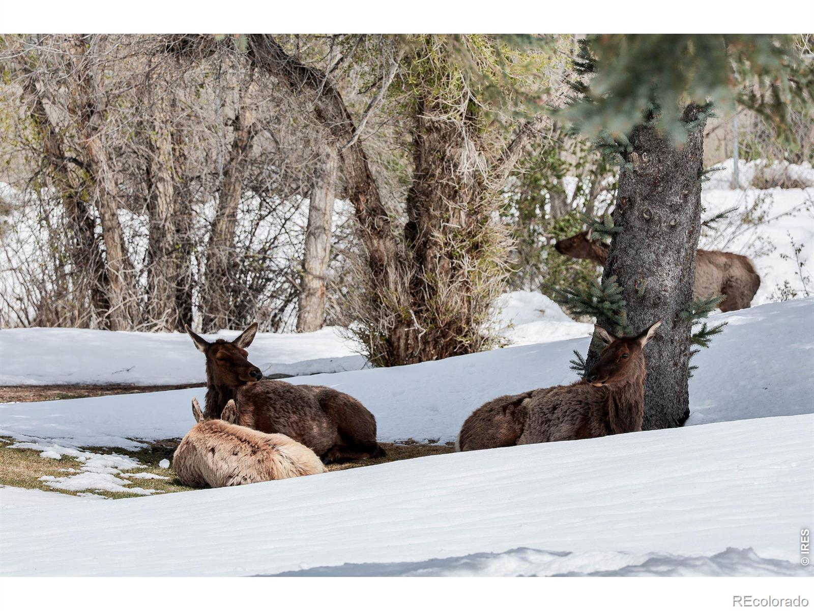 836 Vista Lane Estes Park CO 80517
