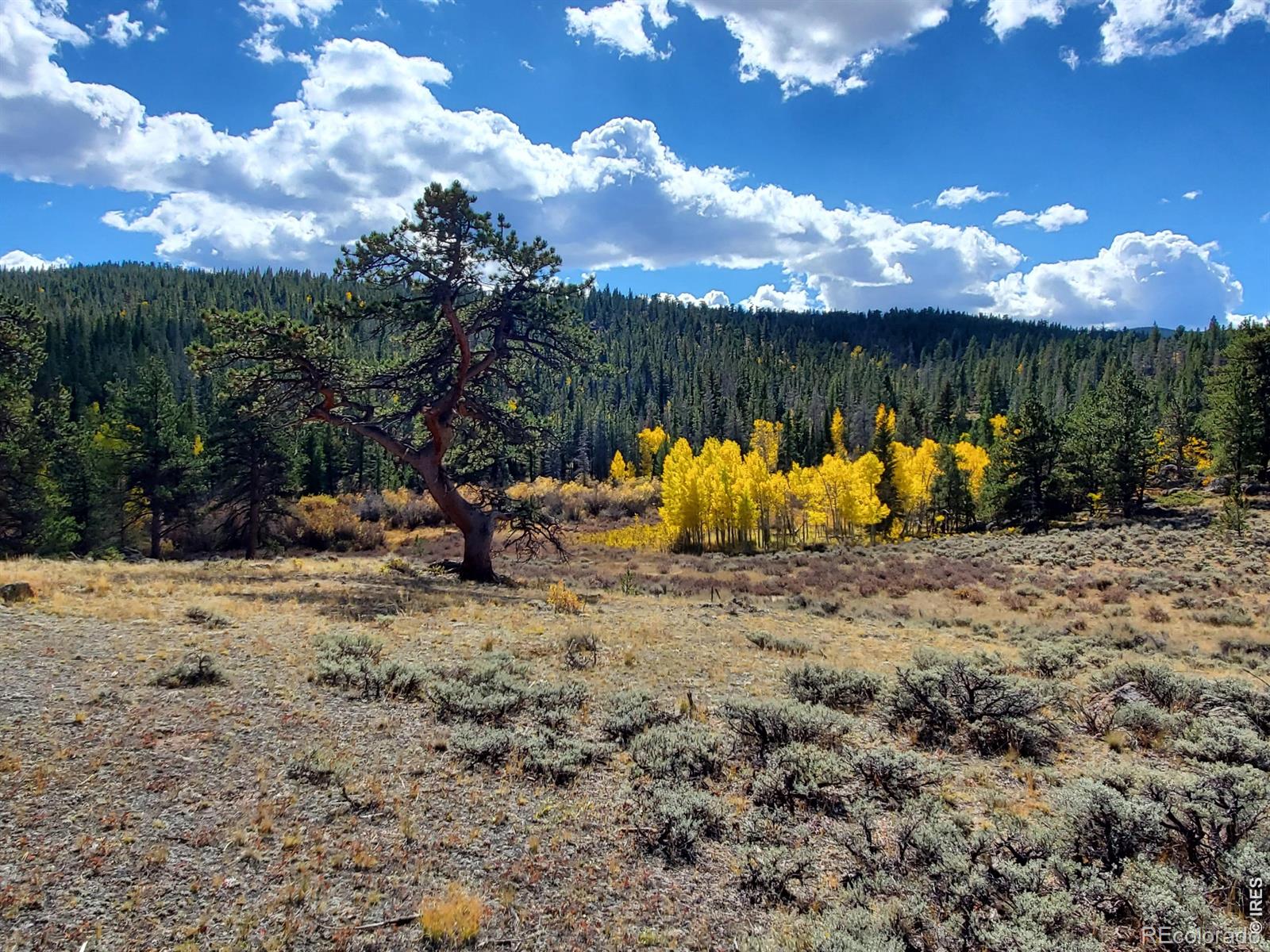 231 Modoc Court Red Feather Lakes CO 80545