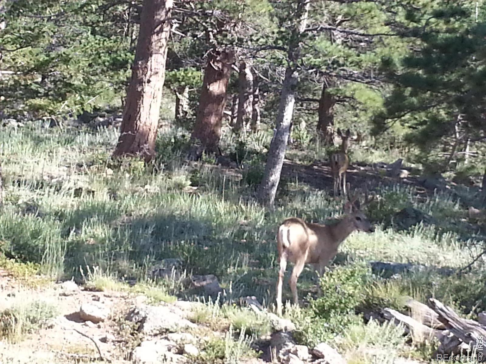 231 Modoc Court Red Feather Lakes CO 80545