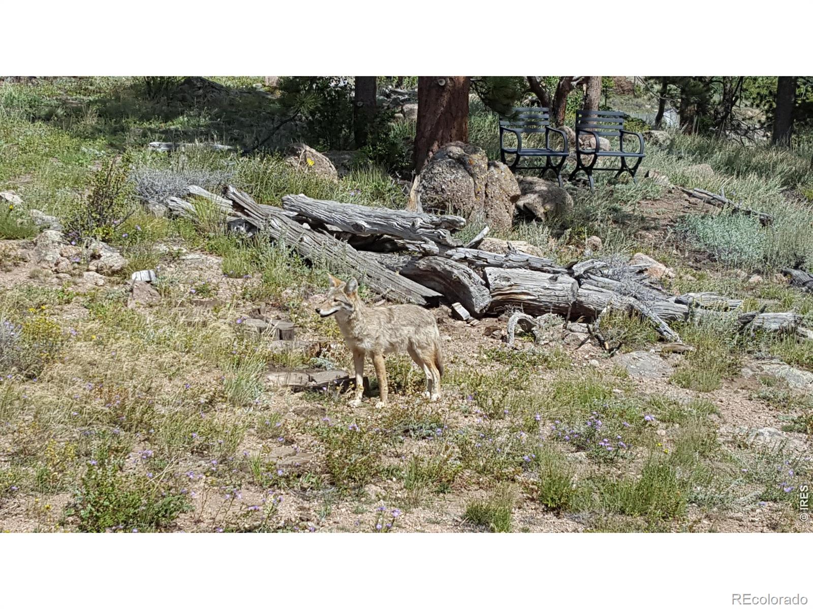 231 Modoc Court Red Feather Lakes CO 80545
