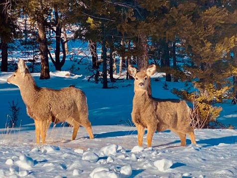 105 Ladigo Lane Hartsel CO 80449