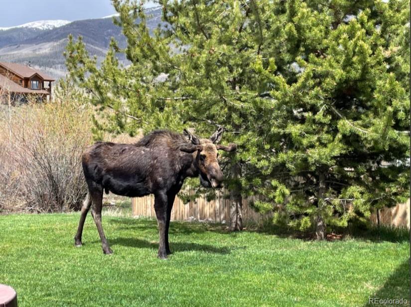 518 Bighorn Circle Silverthorne CO 80498