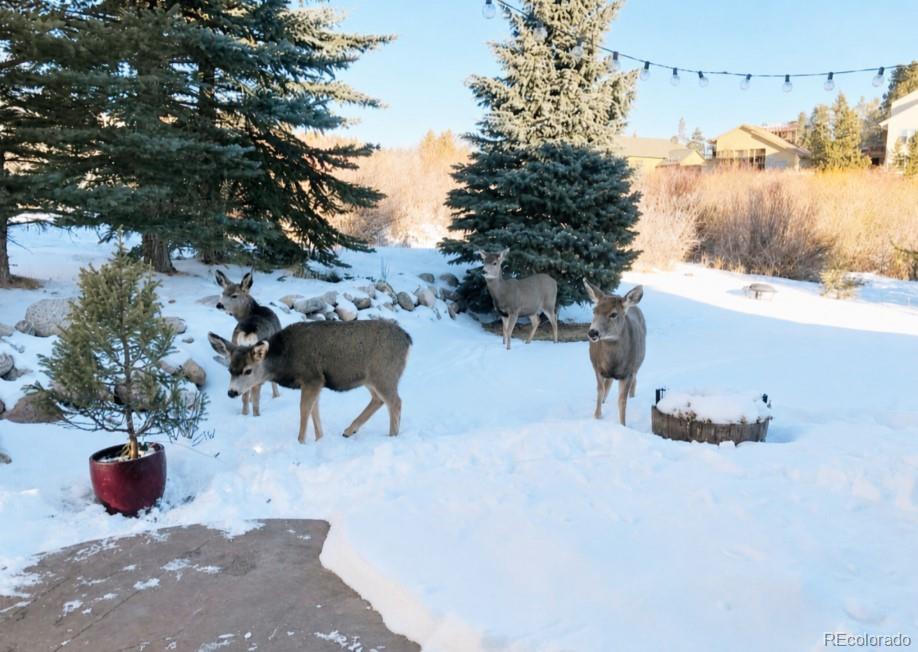 518 Bighorn Circle Silverthorne CO 80498