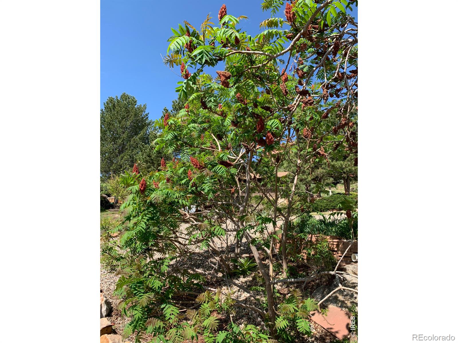 1605 Sunnyside Drive Loveland CO 80538