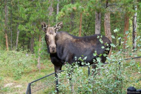 113 GCR 4948 Grand Lake CO 80447