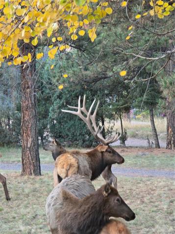 22901 Pinecrest Road Golden CO 80401