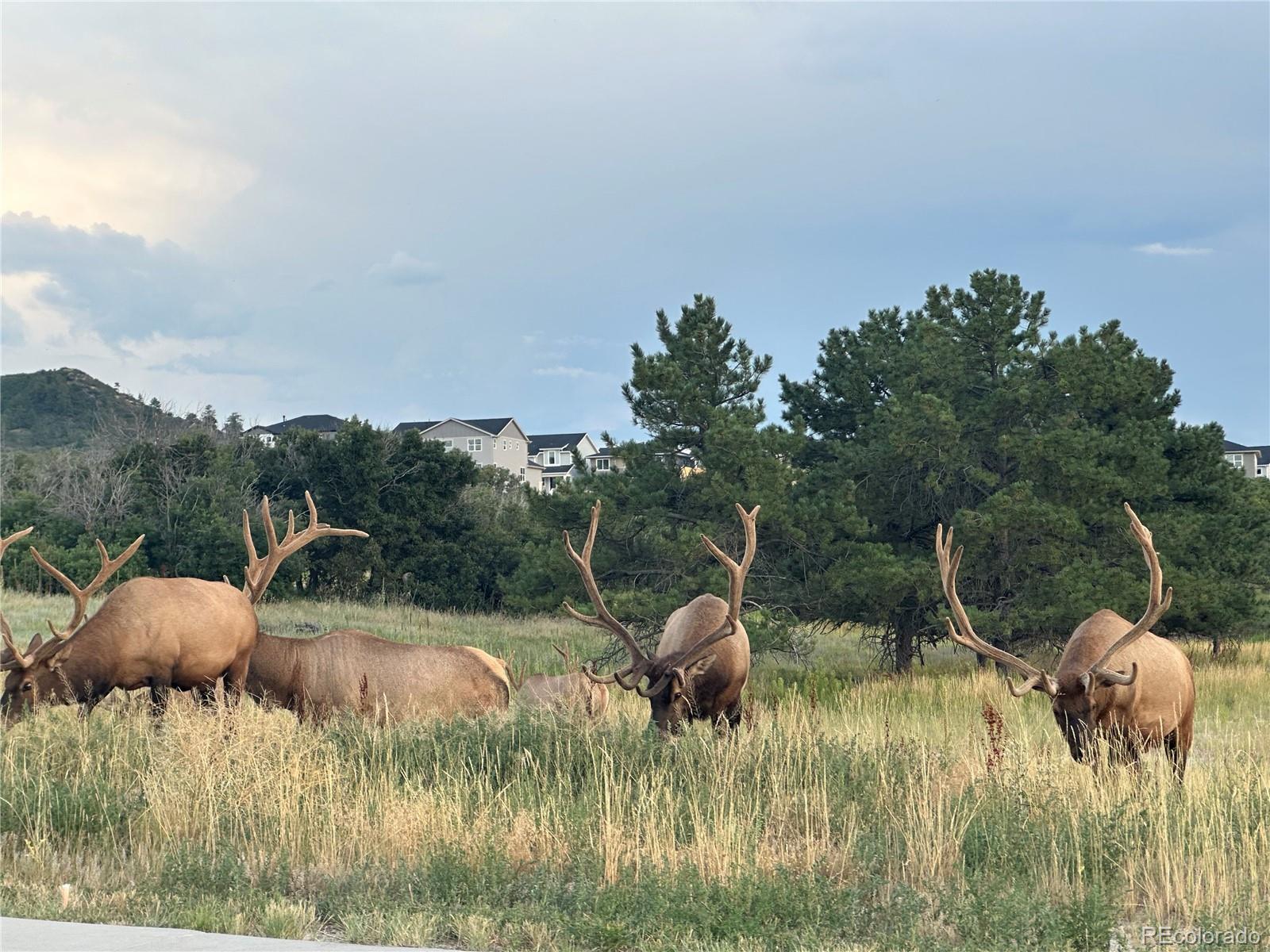 146 Kitselman Drive Castle Rock CO 80104