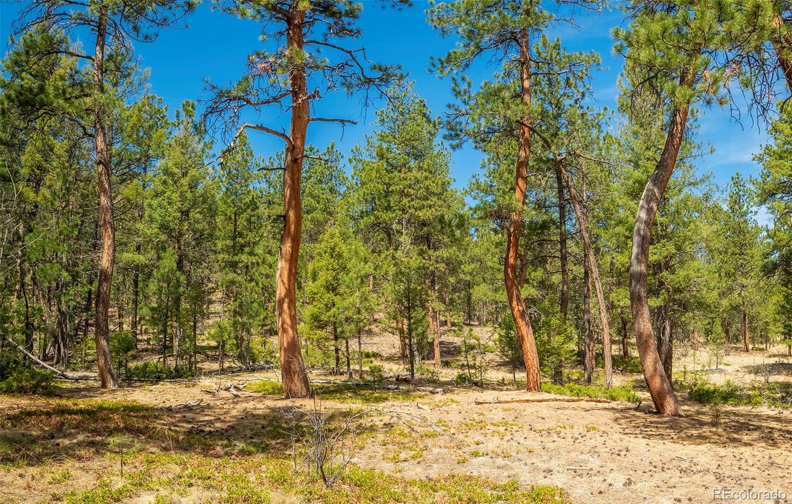 29700 S Sunset Trail Conifer CO 80433