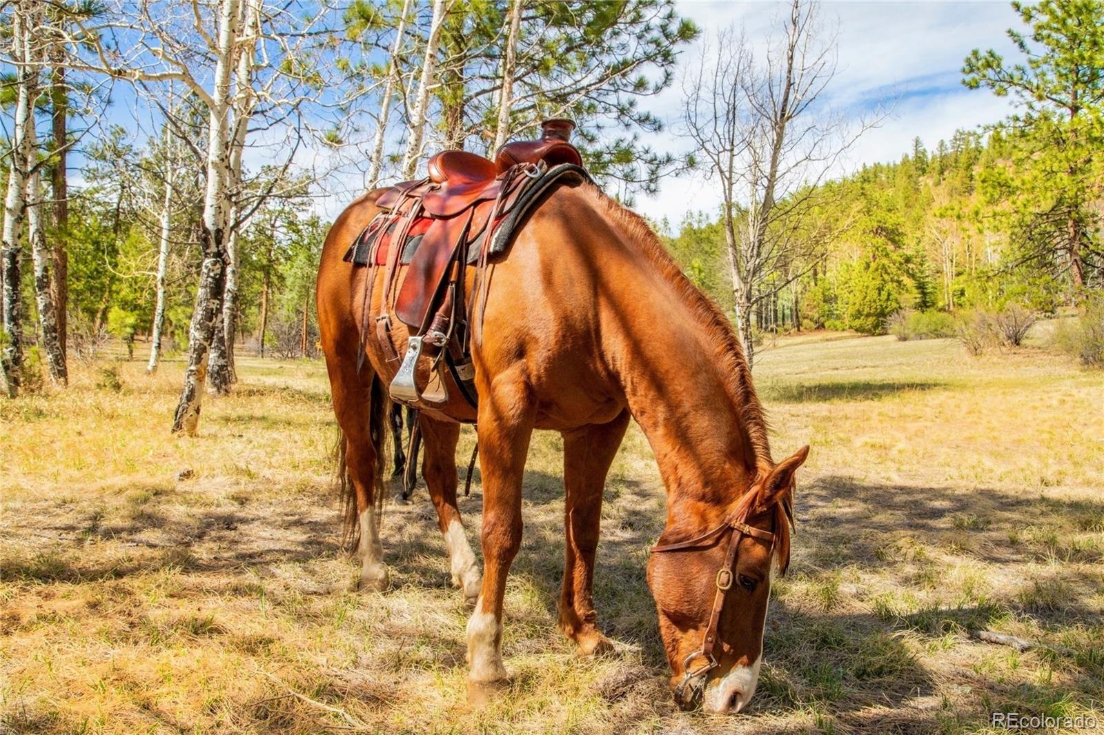 29700 S Sunset Trail Conifer CO 80433