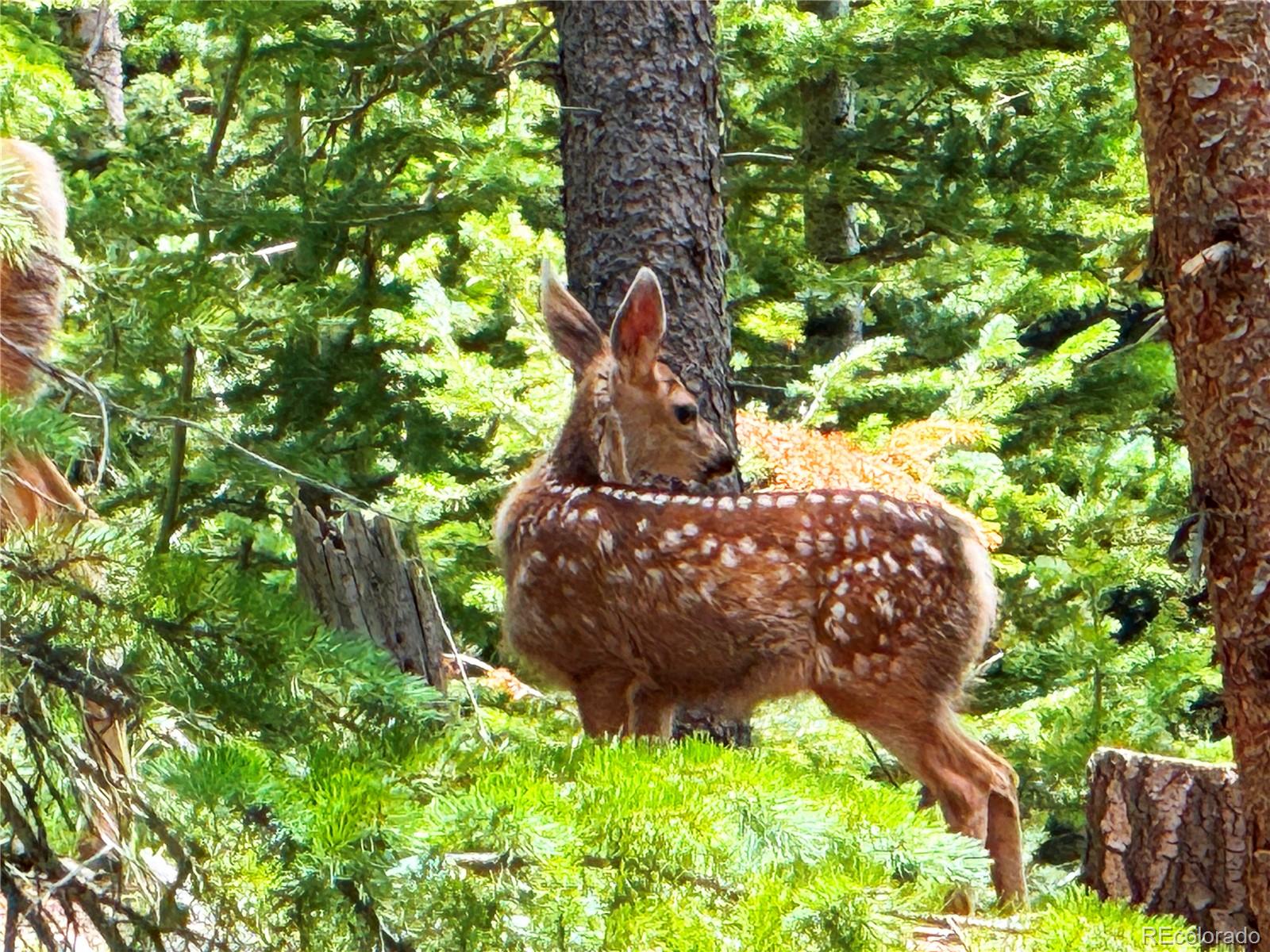 926 Nuthatch Drive Alma CO 80420