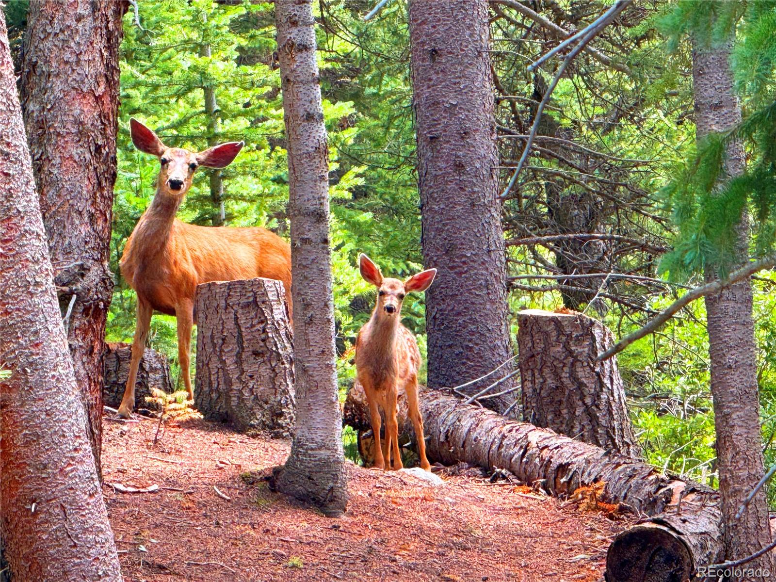 926 Nuthatch Drive Alma CO 80420