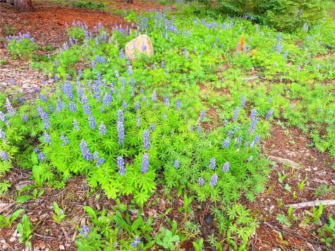 926 Nuthatch Drive Alma CO 80420