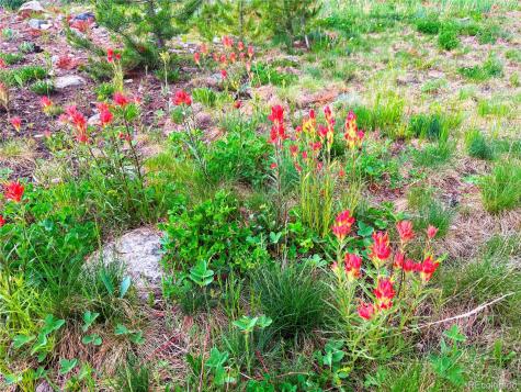 926 Nuthatch Drive Alma CO 80420