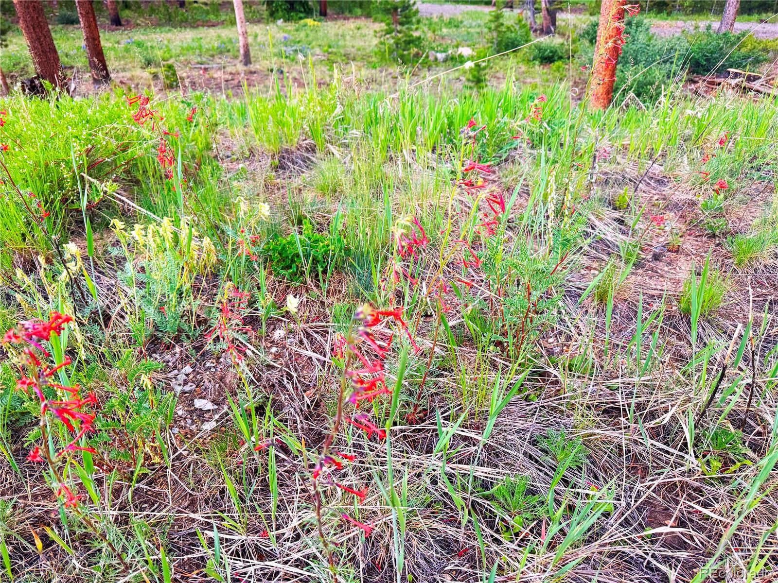 926 Nuthatch Drive Alma CO 80420