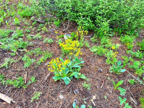 926 Nuthatch Drive Alma CO 80420