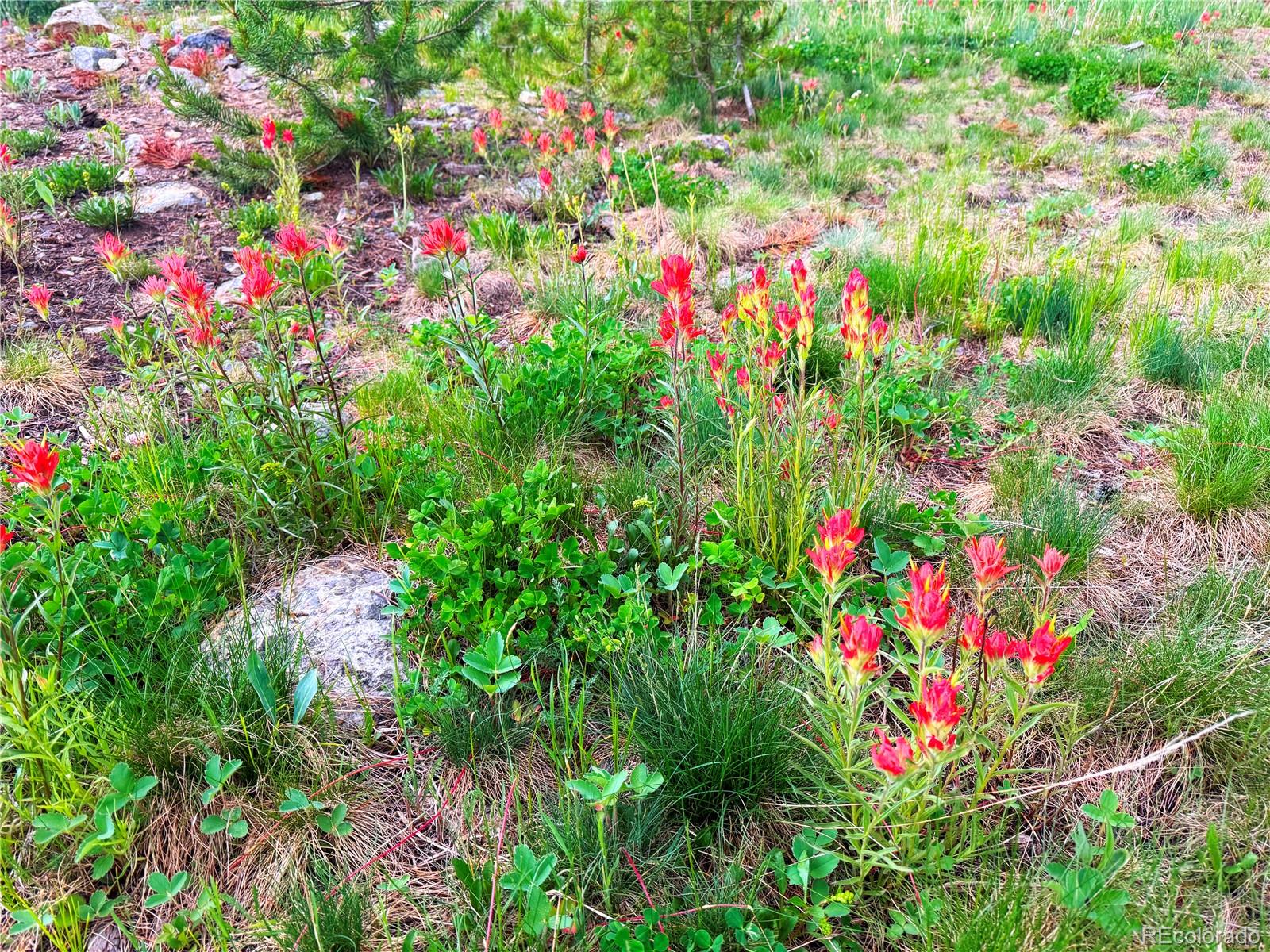 926 Nuthatch Drive Alma CO 80420