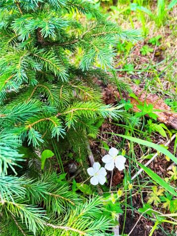 926 Nuthatch Drive Alma CO 80420