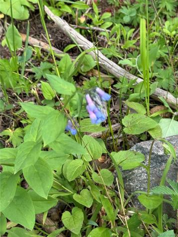 926 Nuthatch Drive Alma CO 80420