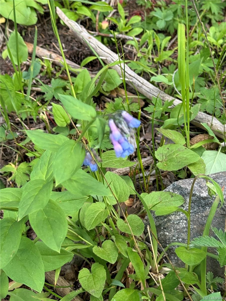 926 Nuthatch Drive Alma CO 80420