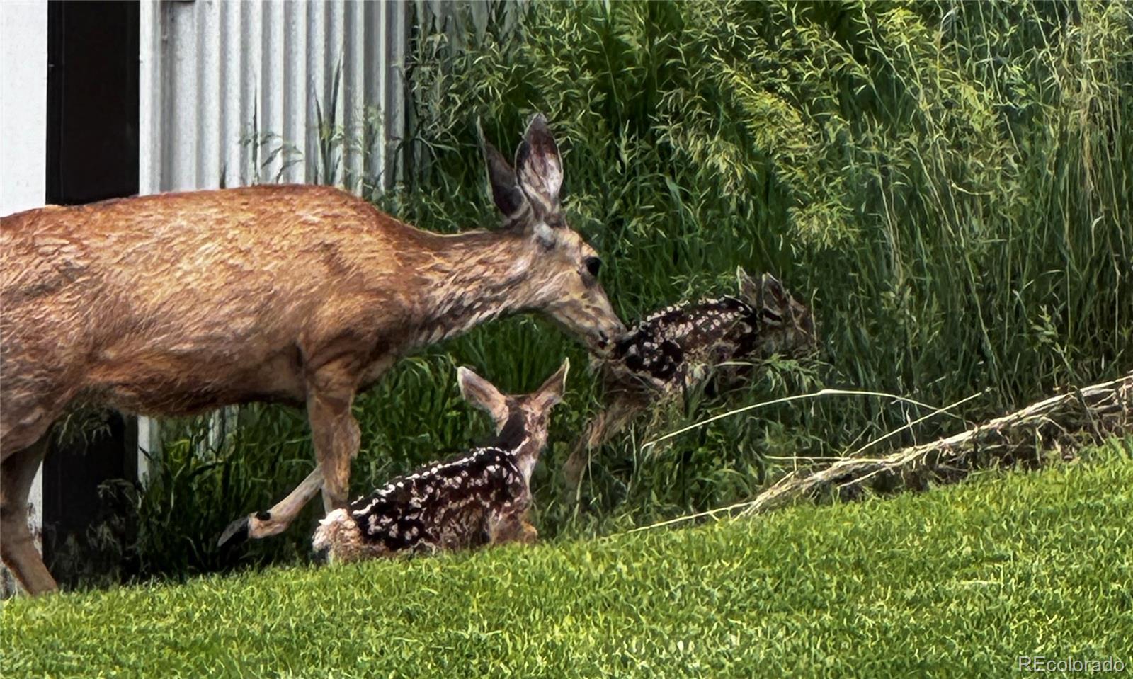 9025 Rocky Mountain Lane Parker CO 80138