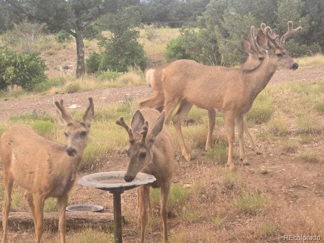 3681 County Road 510 Walsenburg CO 81089