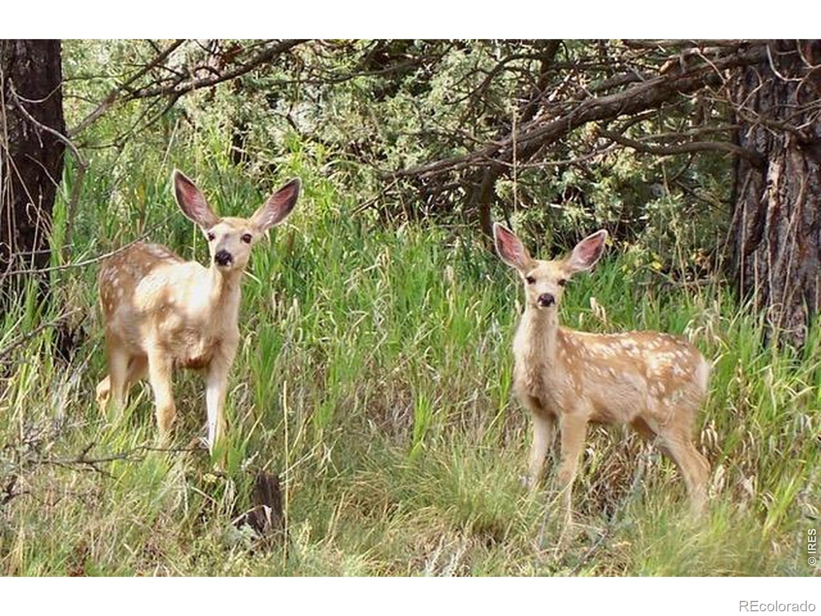 95 Rowell Drive Lyons CO 80540
