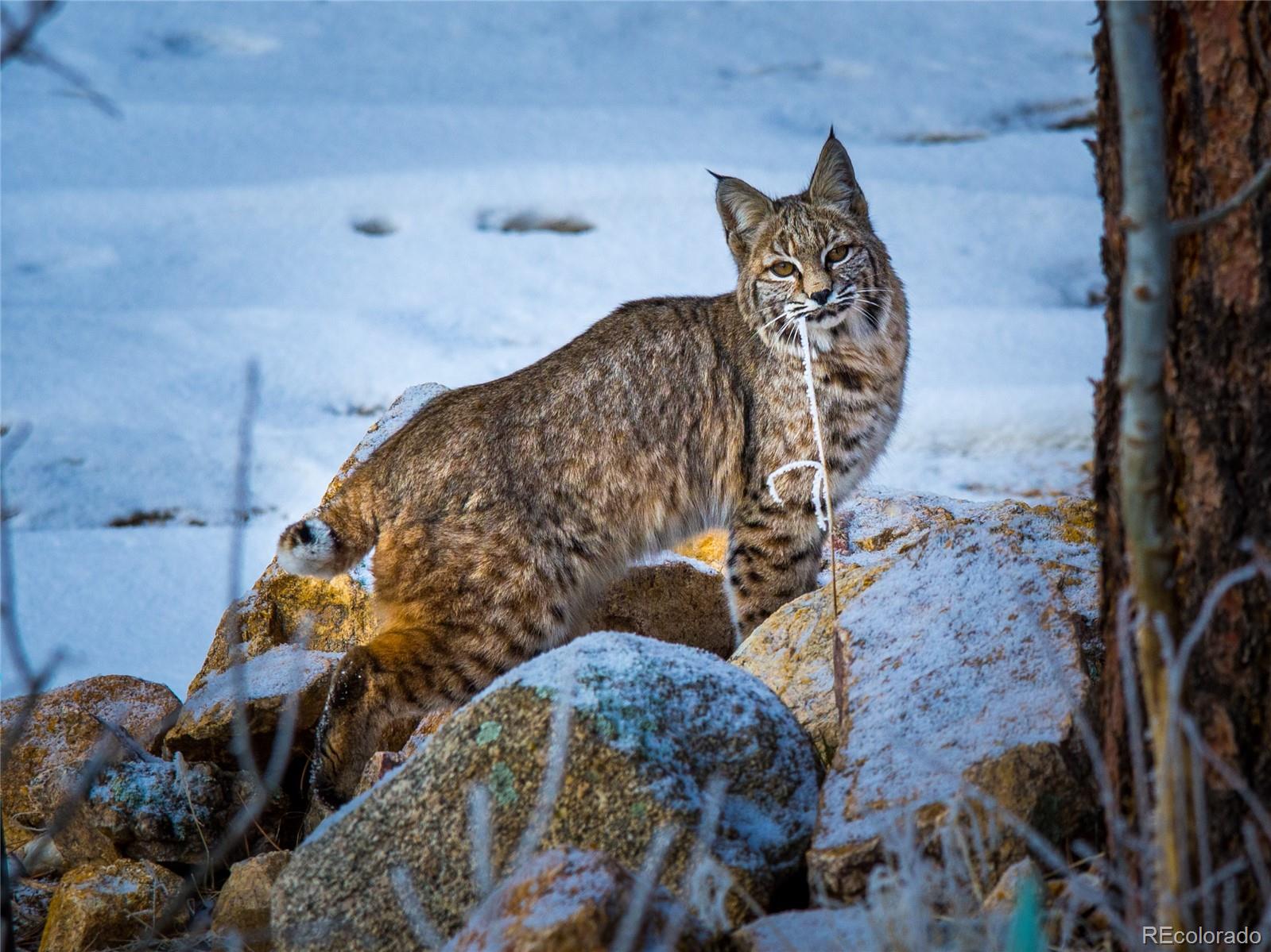 31 Wild Tiger Lane Boulder CO 80302