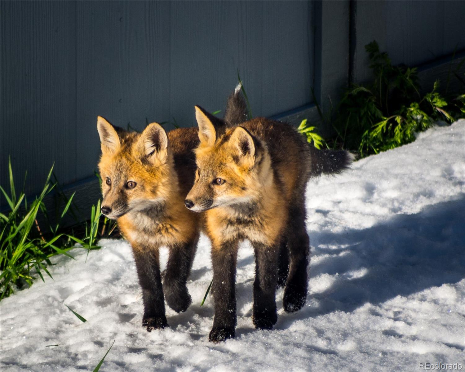 31 Wild Tiger Lane Boulder CO 80302