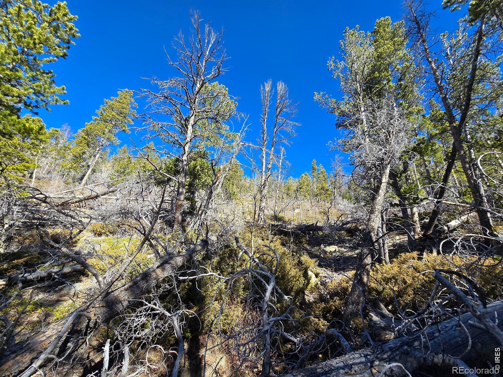 660 Jicarilla Trail Red Feather Lakes CO 80545