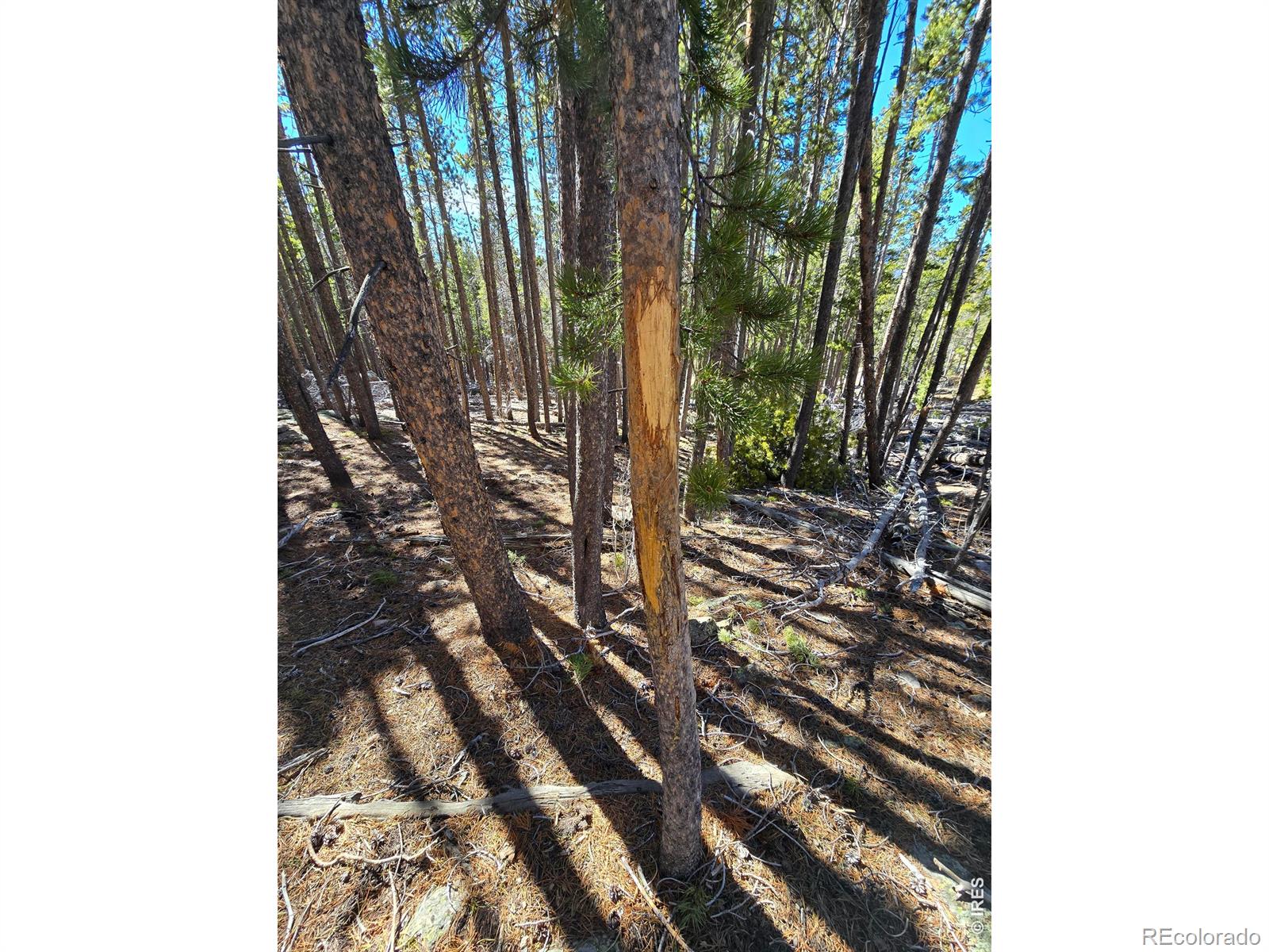 660 Jicarilla Trail Red Feather Lakes CO 80545