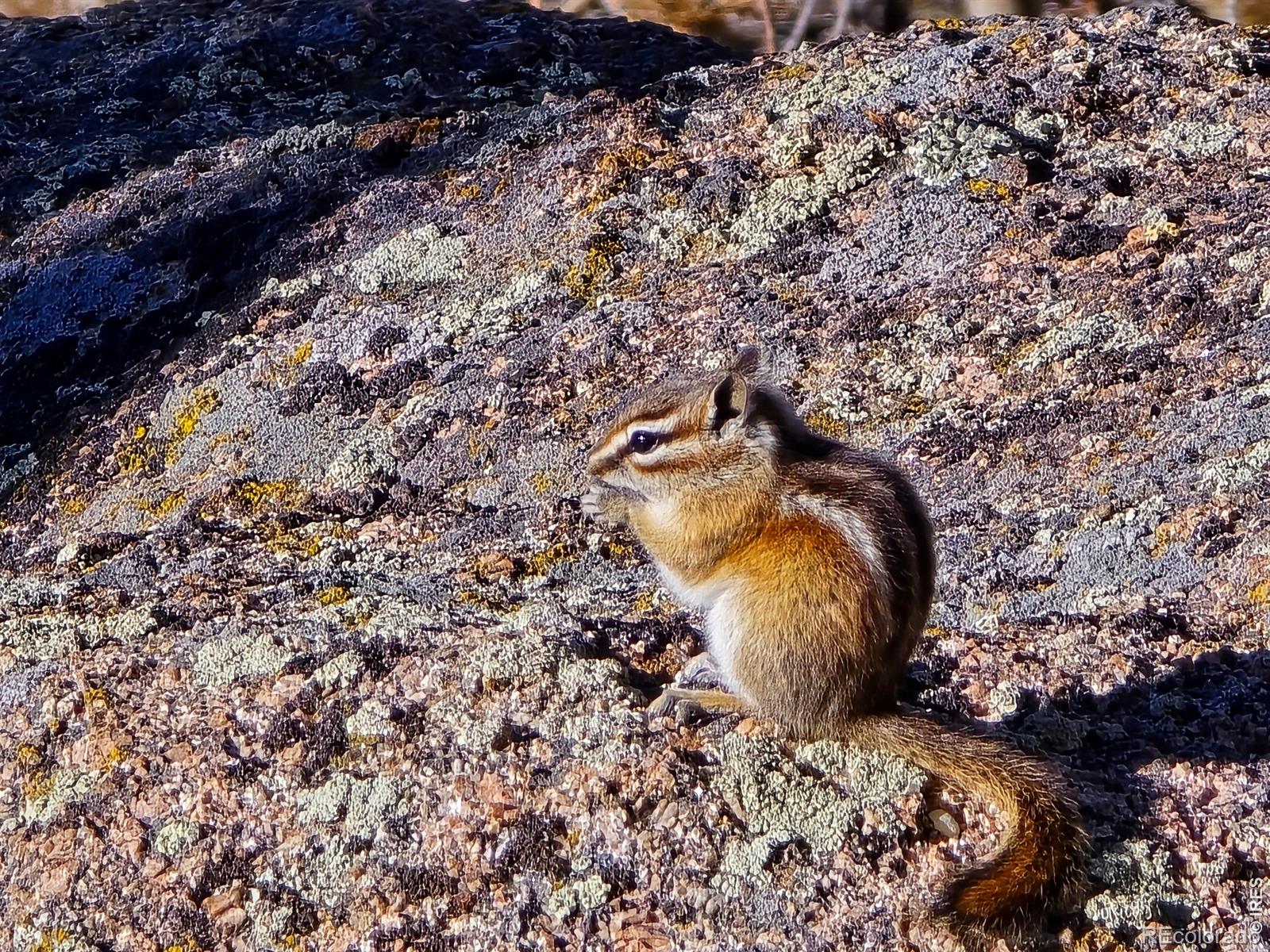 660 Jicarilla Trail Red Feather Lakes CO 80545
