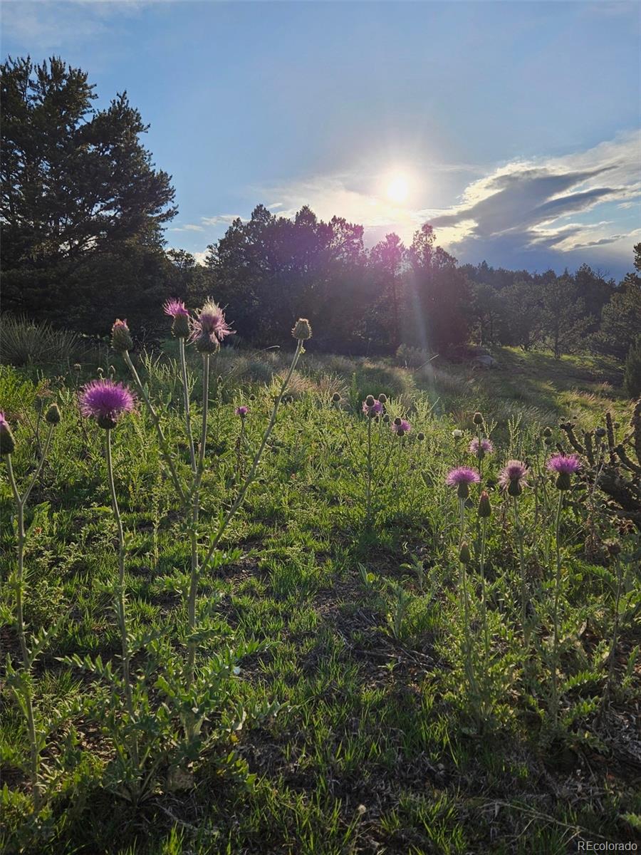 490 Cactus Drive Canon City CO 81212