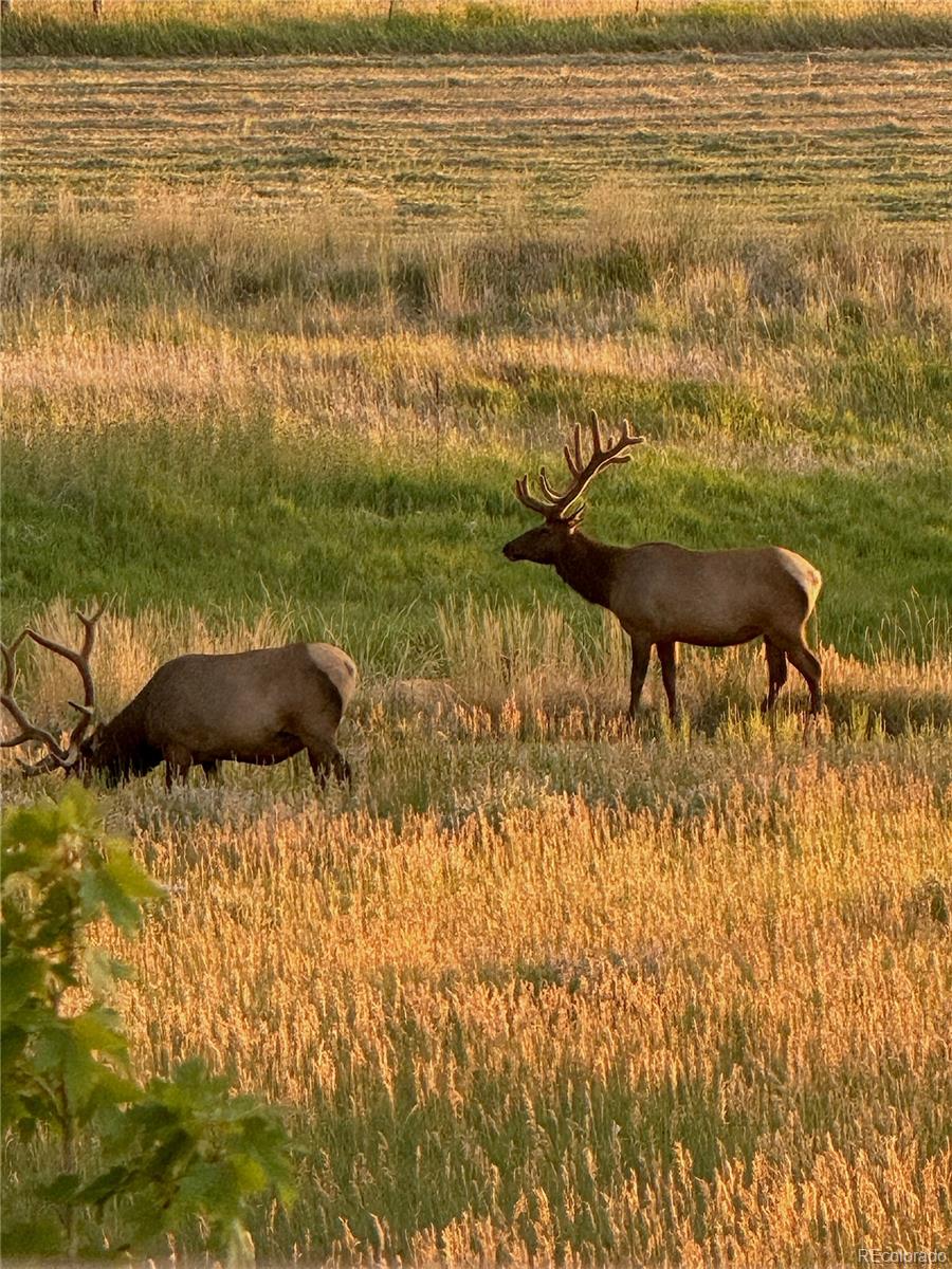 3125 Red Kit Road Franktown CO 80116