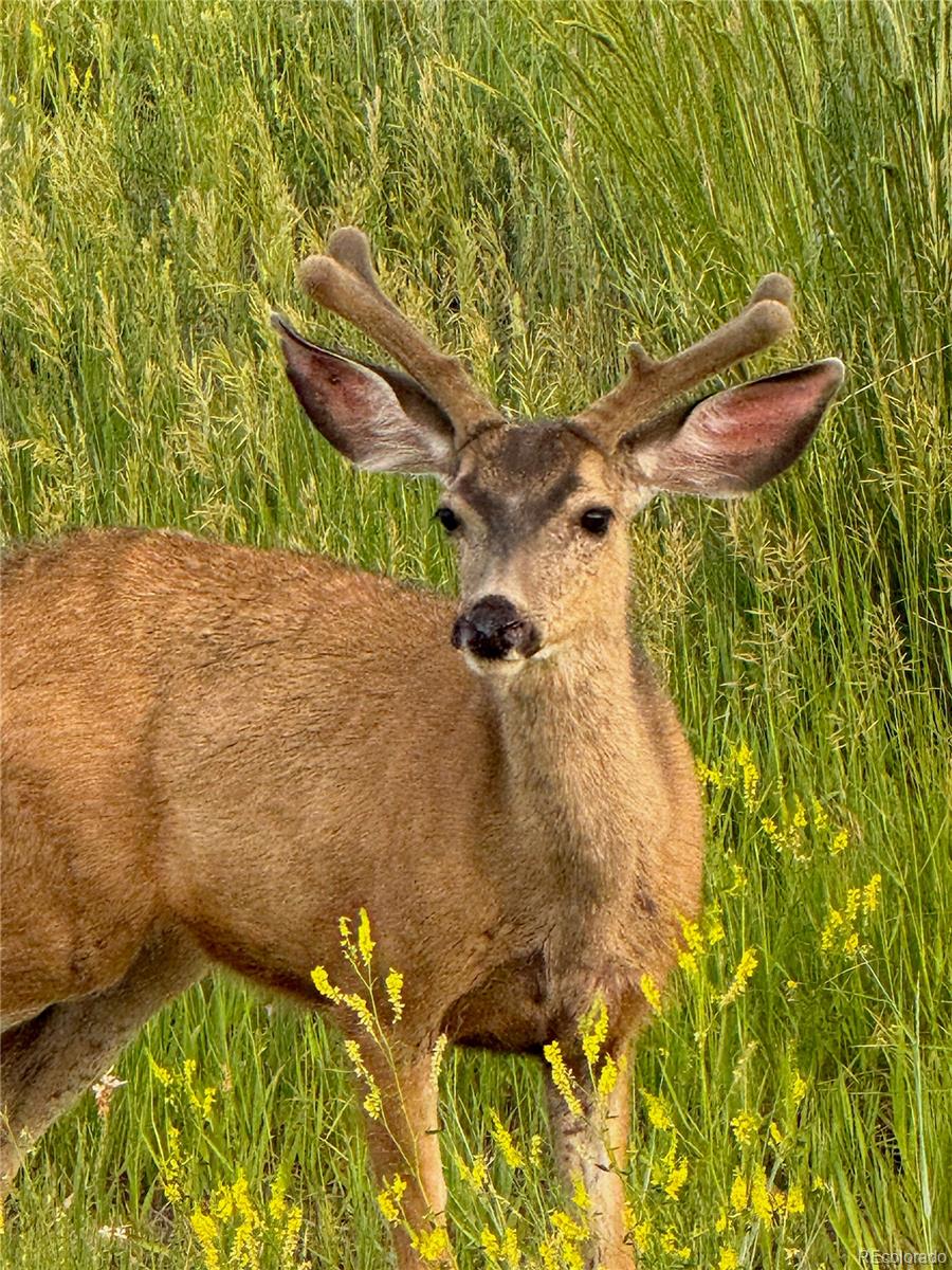 3125 Red Kit Road Franktown CO 80116