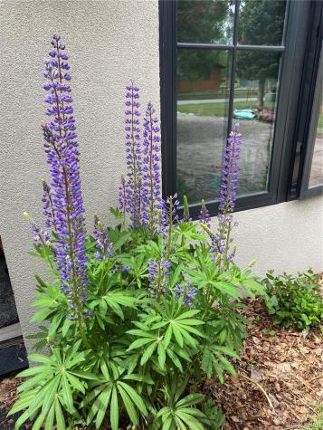 15745 Birdie Lane Buena Vista CO 81211