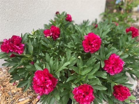 15745 Birdie Lane Buena Vista CO 81211