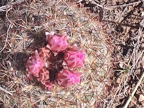 2584 High Creek Road Fairplay CO 80440