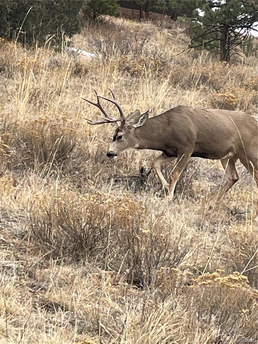 1049 Spencer Mountain Road Bellvue CO 80512