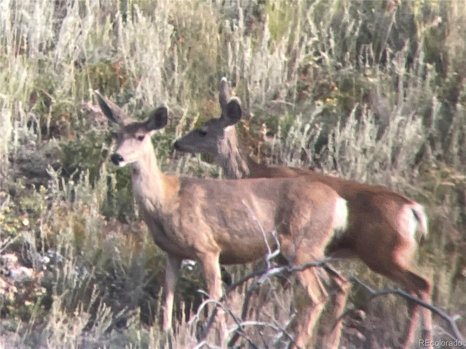 1049 Spencer Mountain Road Bellvue CO 80512