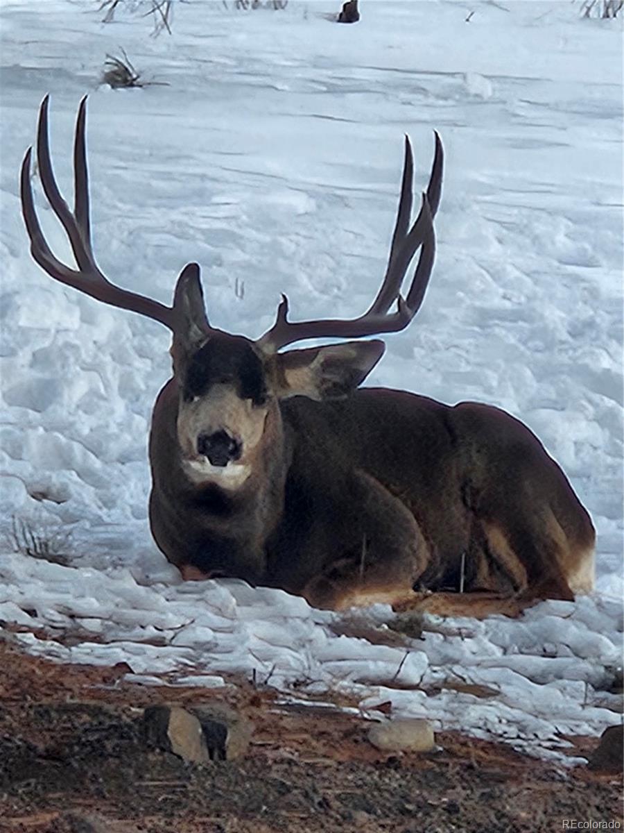 2660 Campfire Road Hartsel CO 80449