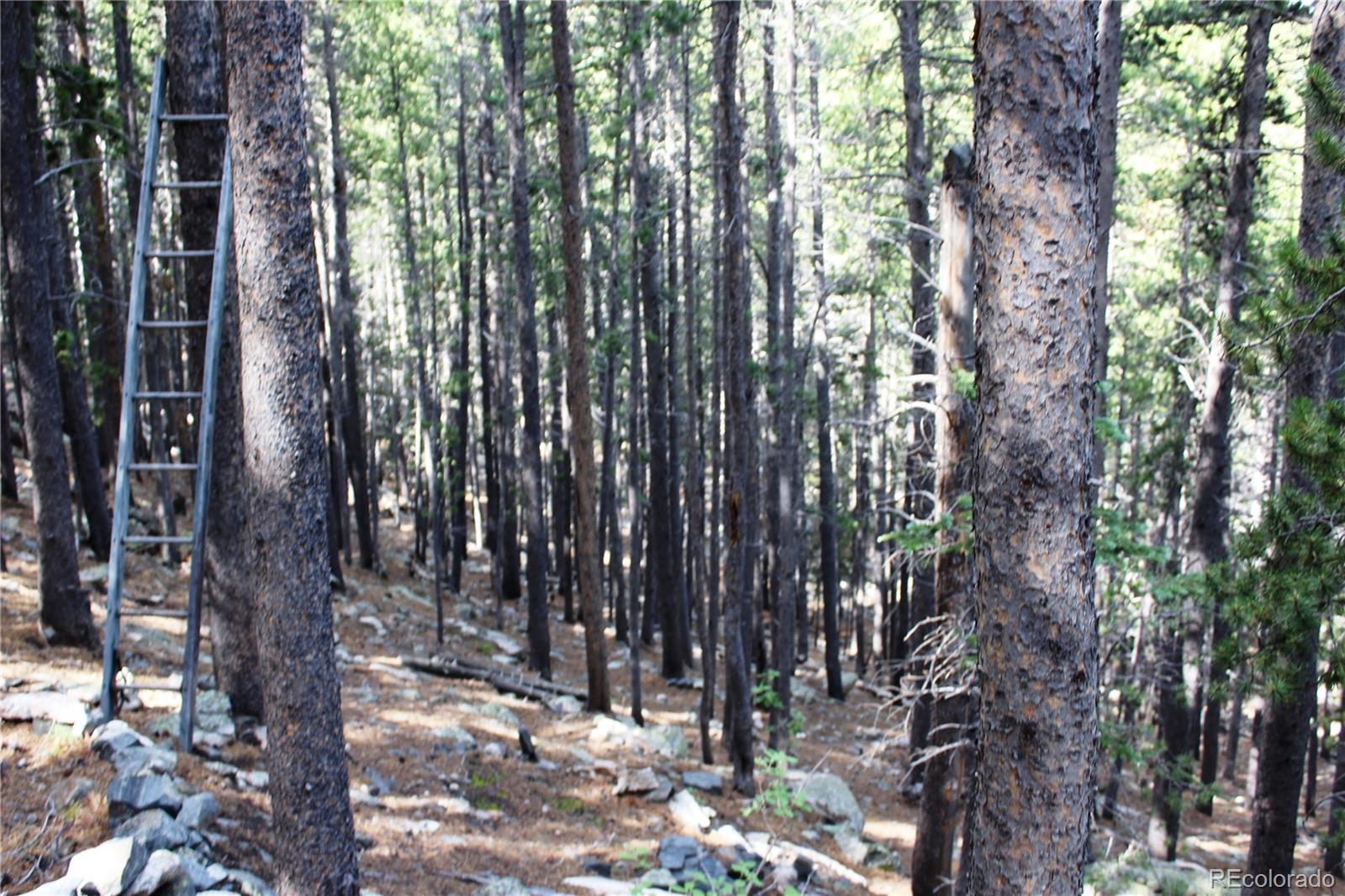3504 Hidden Wilderness Road Idaho Springs CO 80439