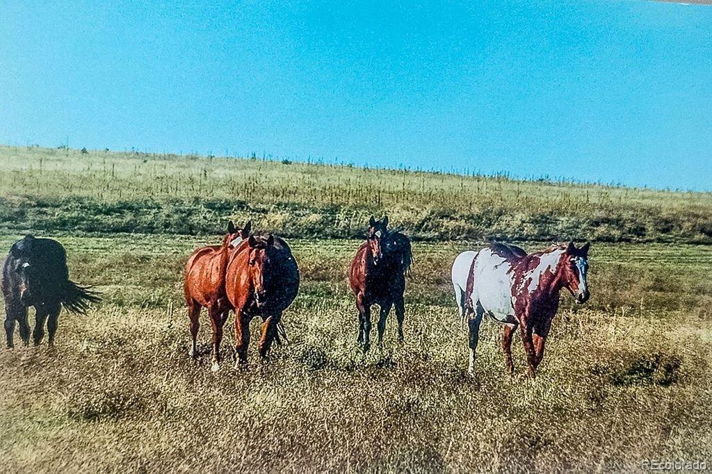 6597 S State Highway 83 Franktown CO 80116
