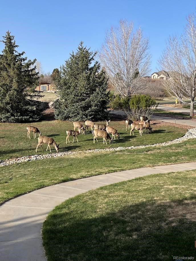 1111 Annabar Drive Castle Rock CO 80108