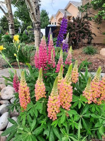 1009 Slate Way Monument CO 80132