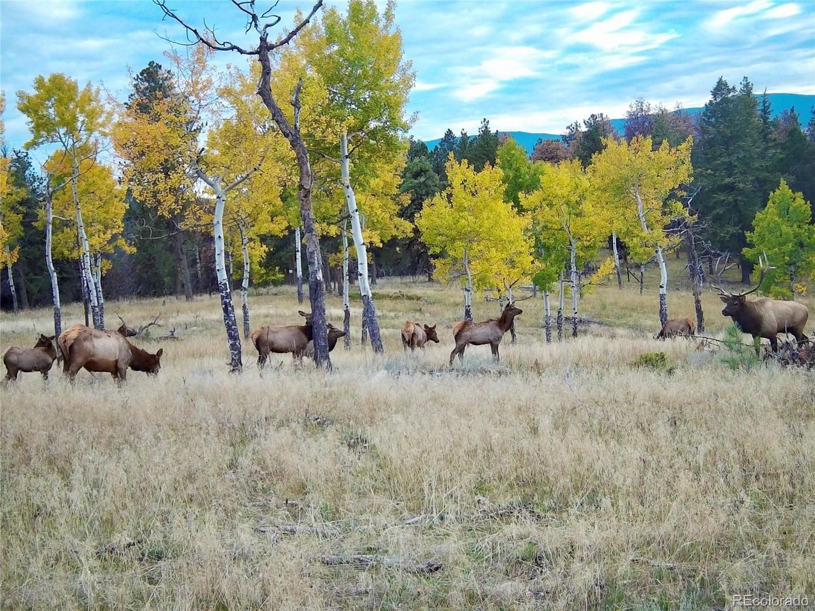12414 S Us Highway 285 Conifer CO 80433