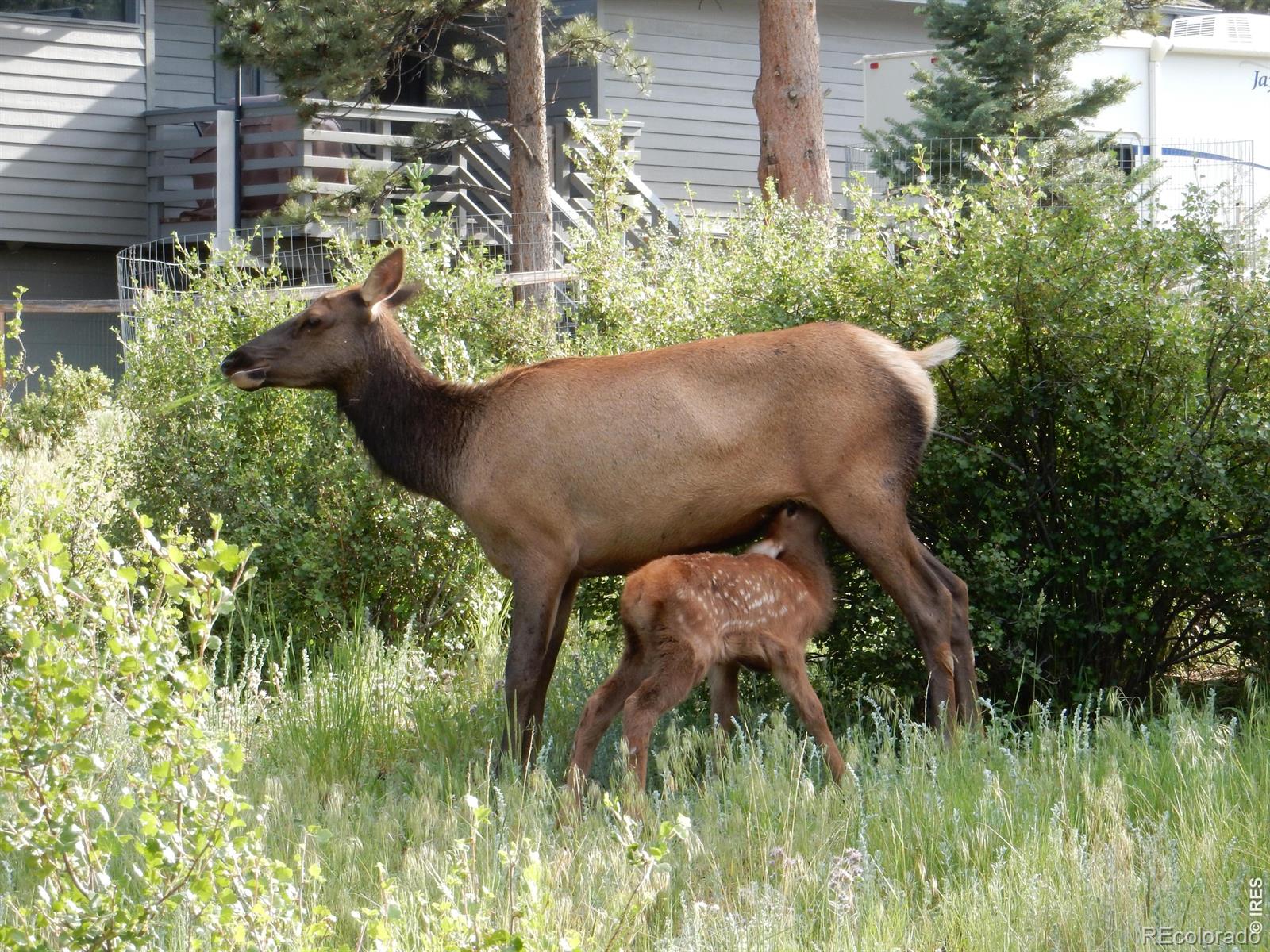 895 Elk Meadow Court Estes Park CO 80517