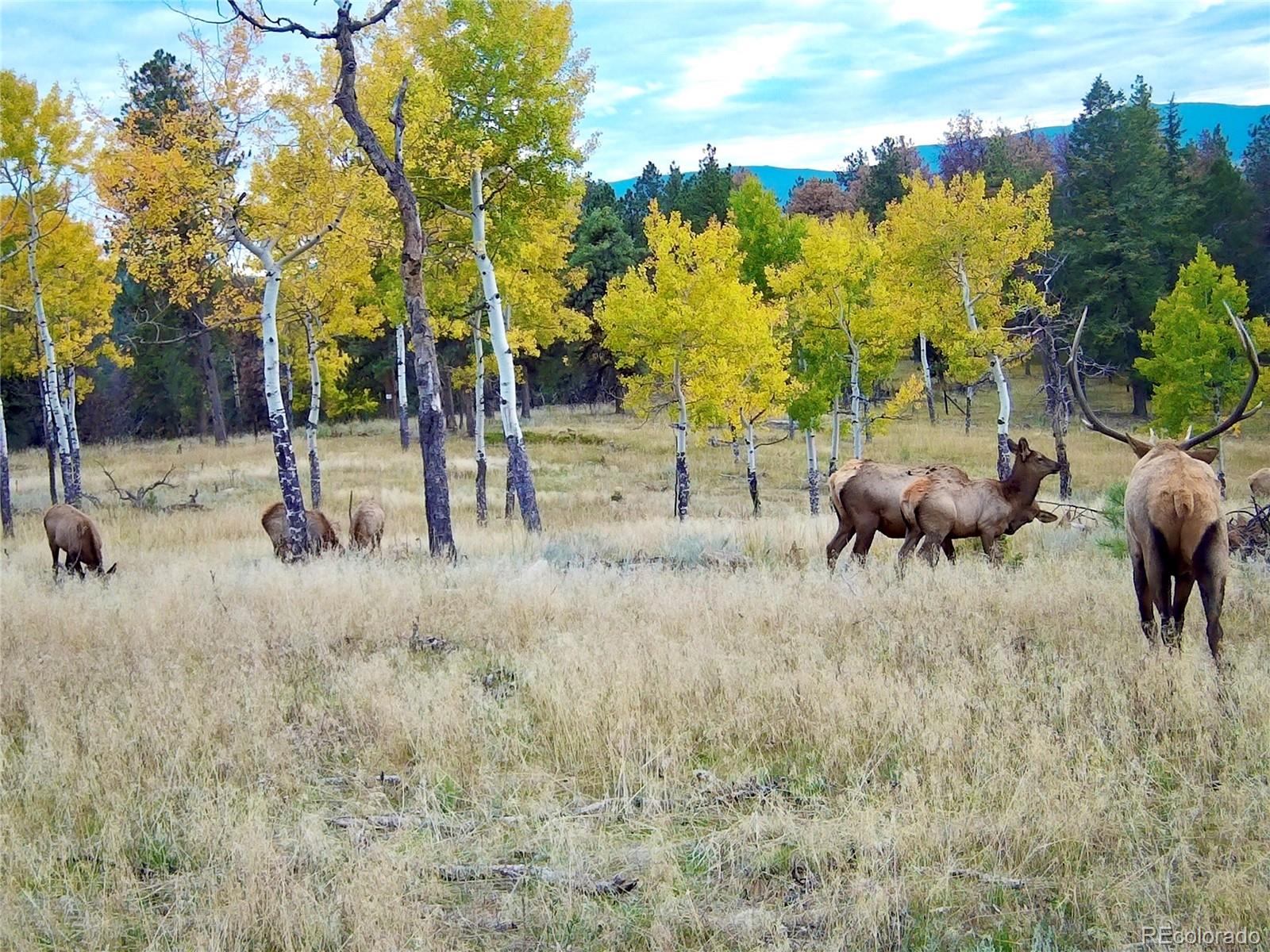 12434 S Us Highway 285 Conifer CO 80433