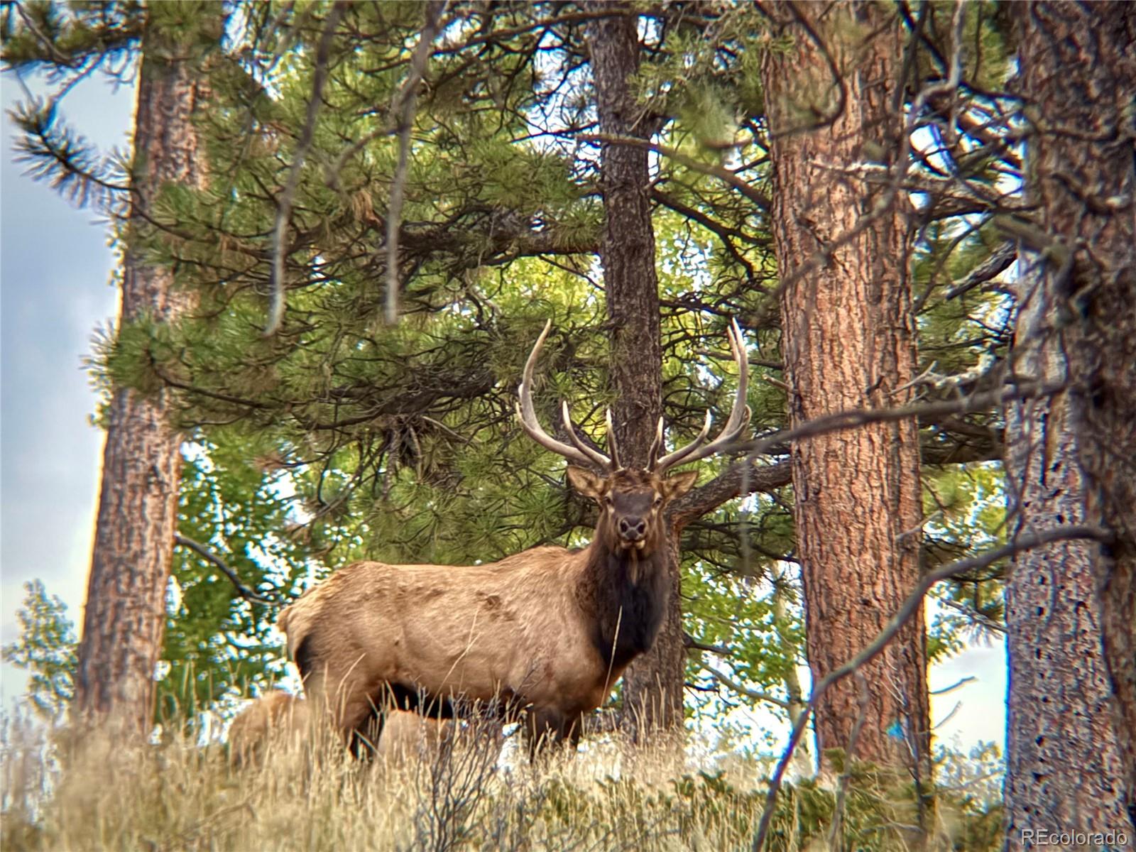 12434 S Us Highway 285 Conifer CO 80433