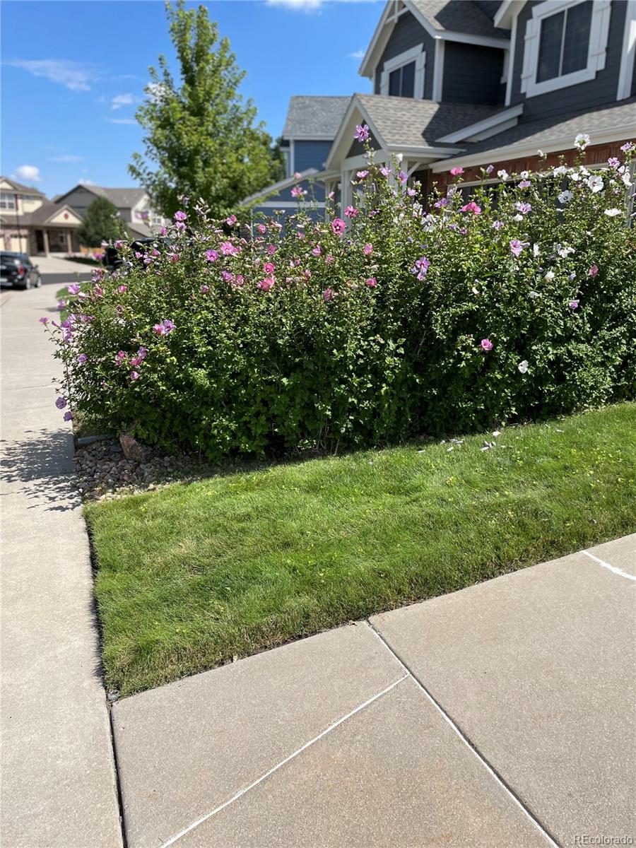 11580 Terrawood Court Parker CO 80134